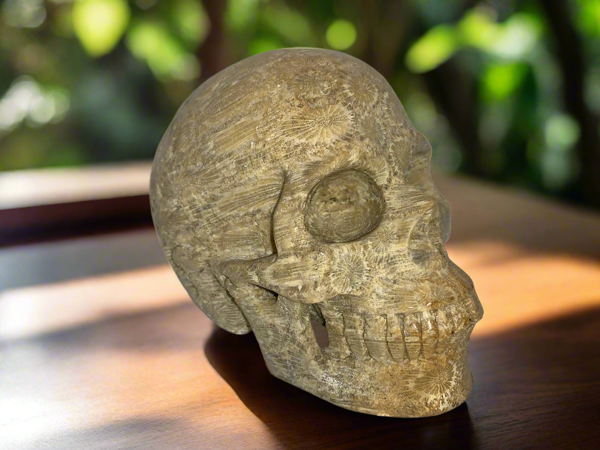 5.4" Coral Fossil Skull
