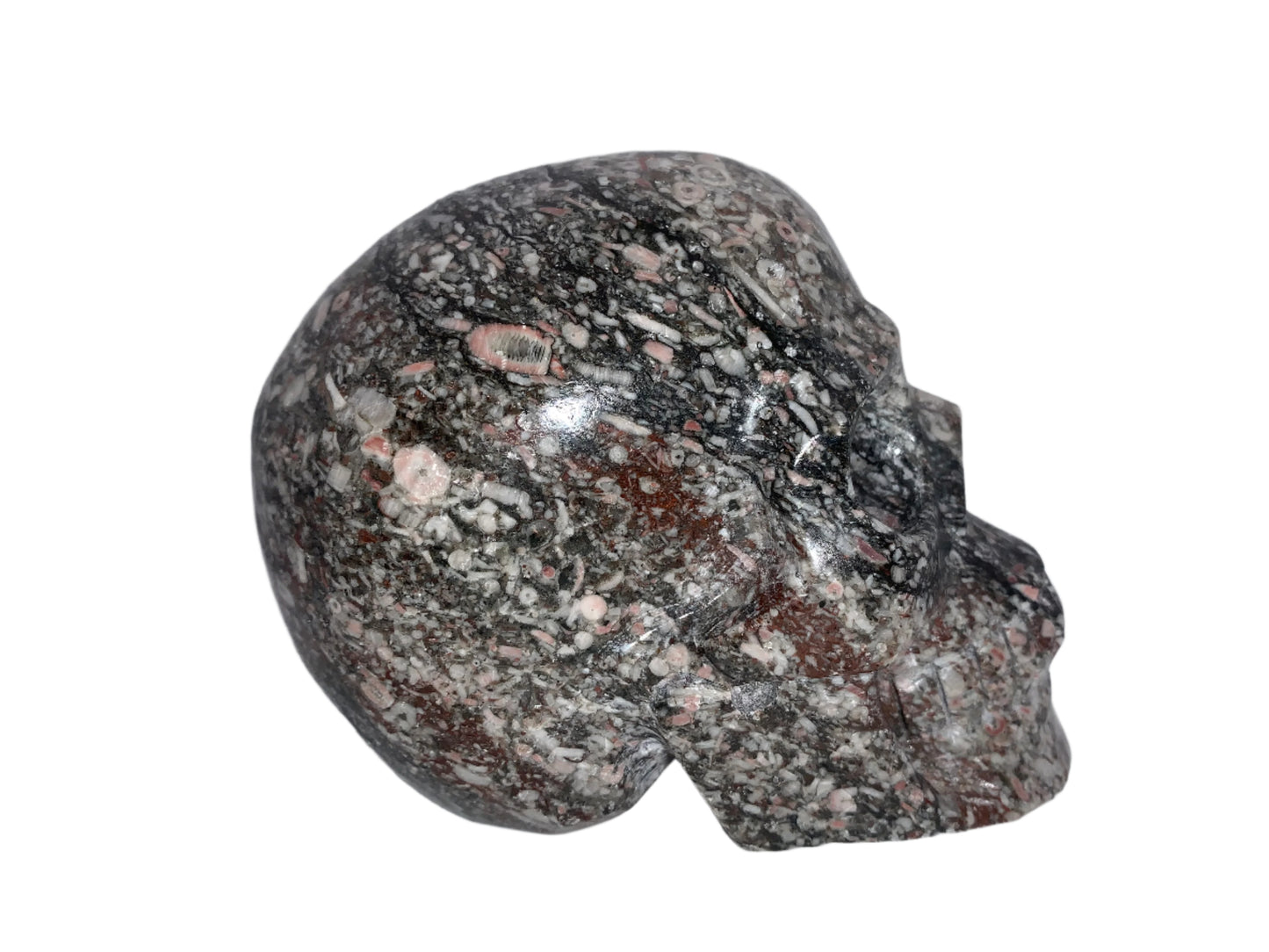 5" Crinoid Fossil Skull