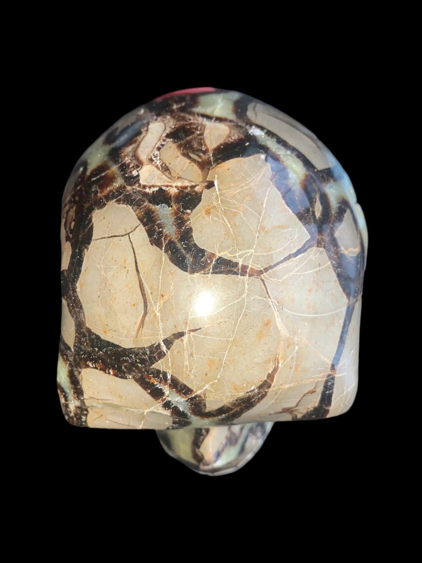 Cráneo de geoda septaria de 7,5" y 8 libras