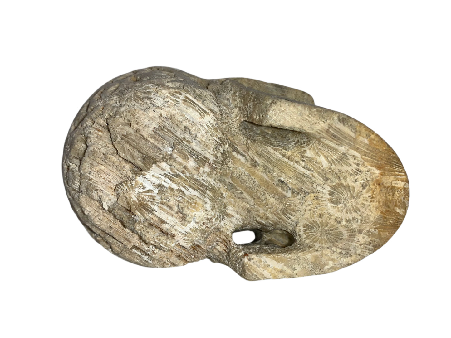 5.4" Coral Fossil Skull
