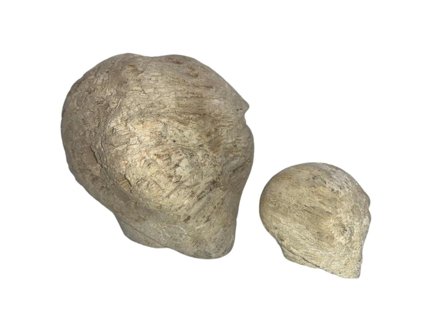 Conjunto de calaveras con forma de estrella fósil de coral