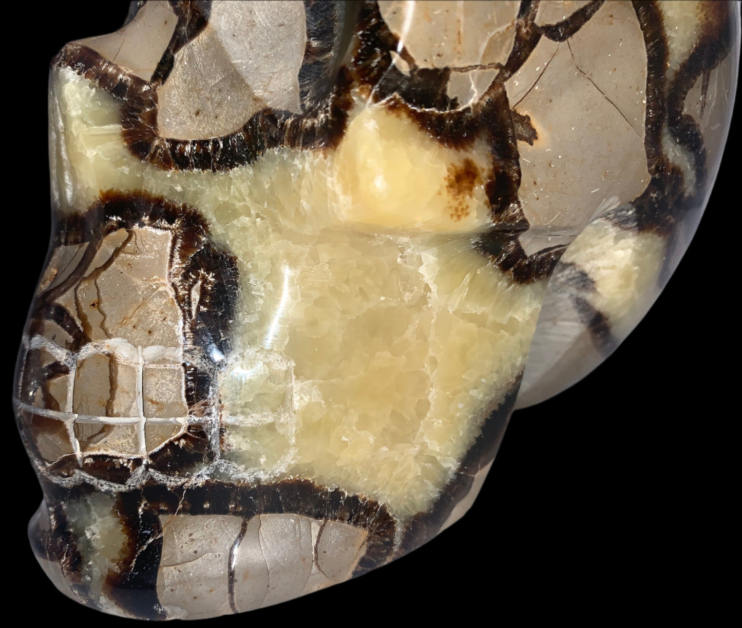 Cráneo de geoda septaria de 7,5" y 8 libras