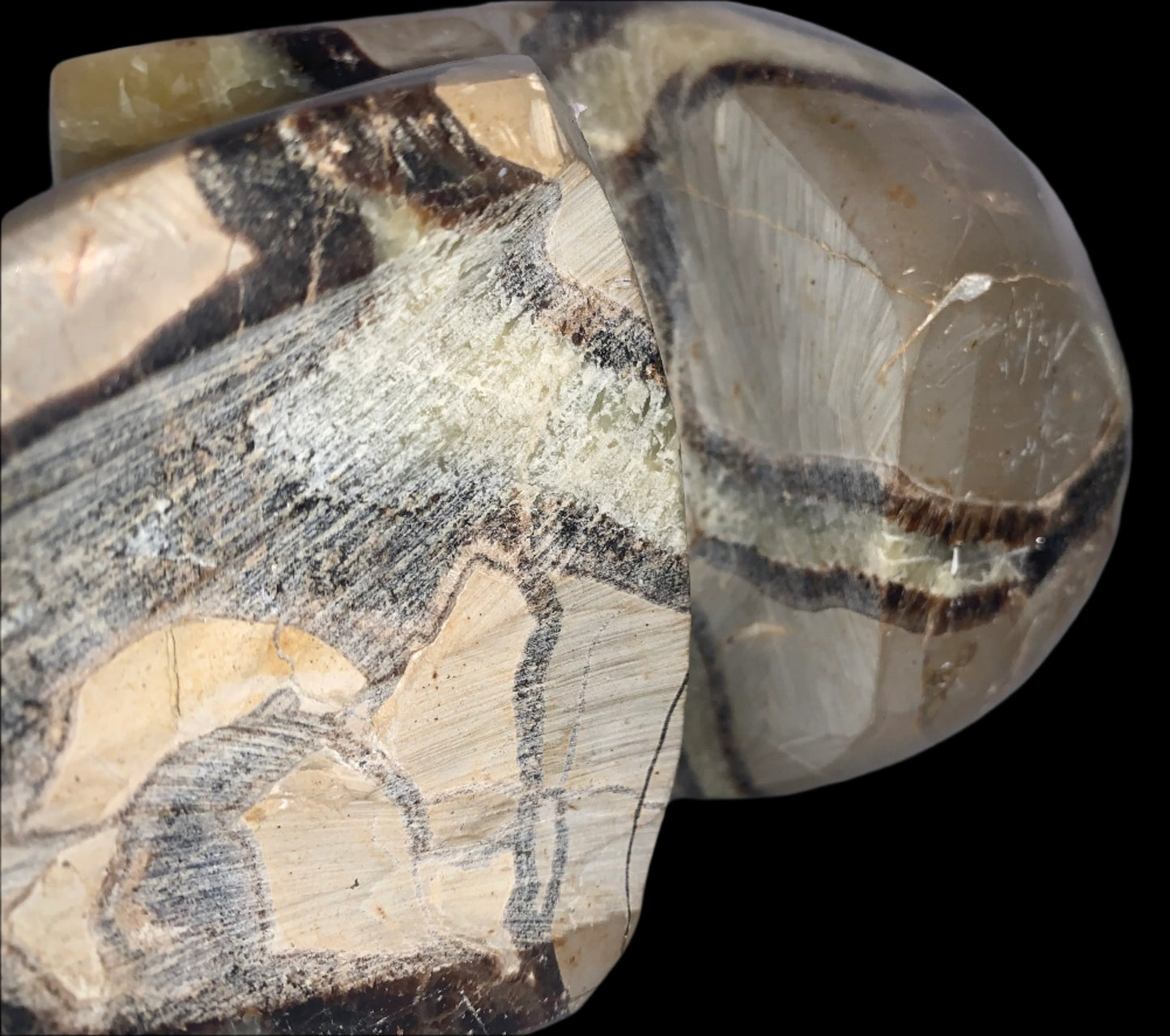 Cráneo de geoda septaria de 7,5" y 8 libras