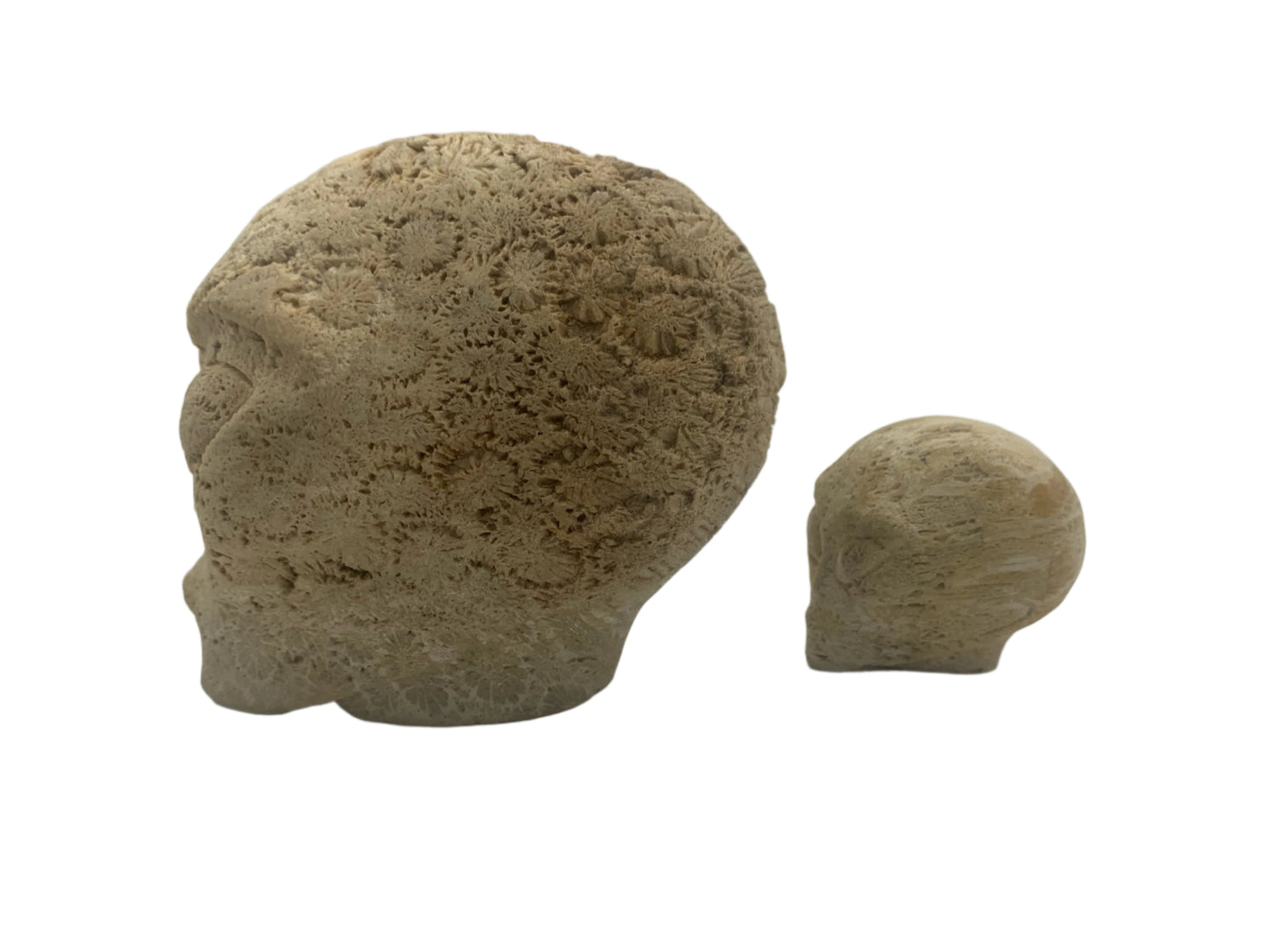 Conjunto de calaveras con forma de estrella fósil de coral