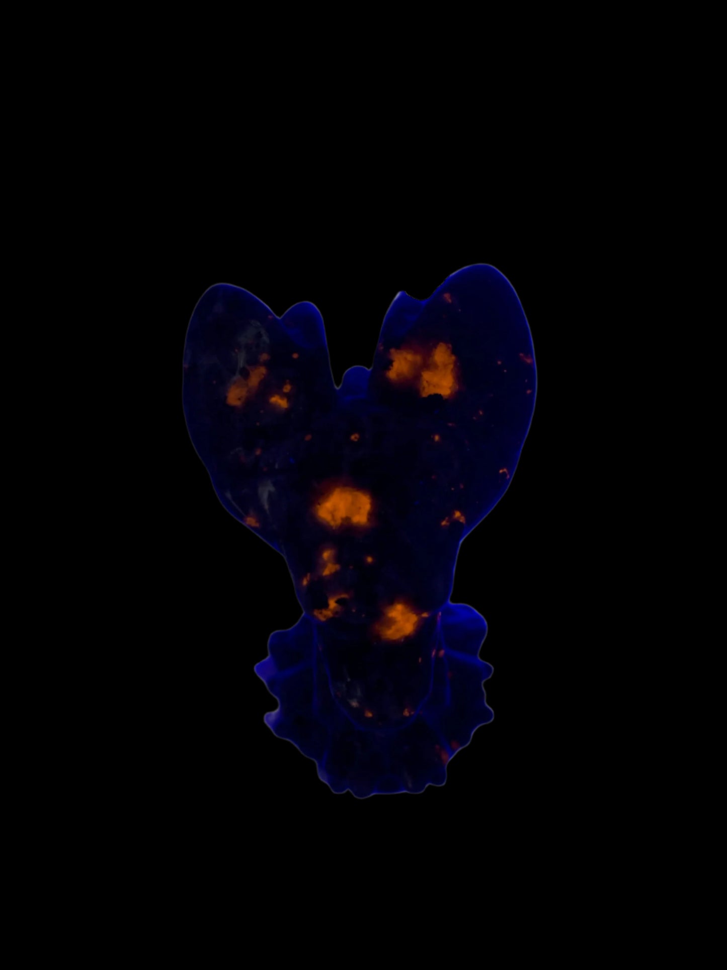 2.5" Yooperlite Dragon