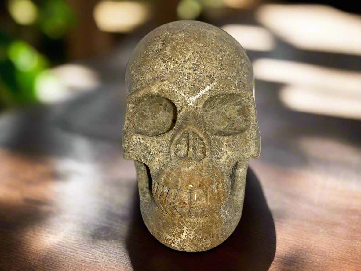 5.4" Coral Fossil Skull