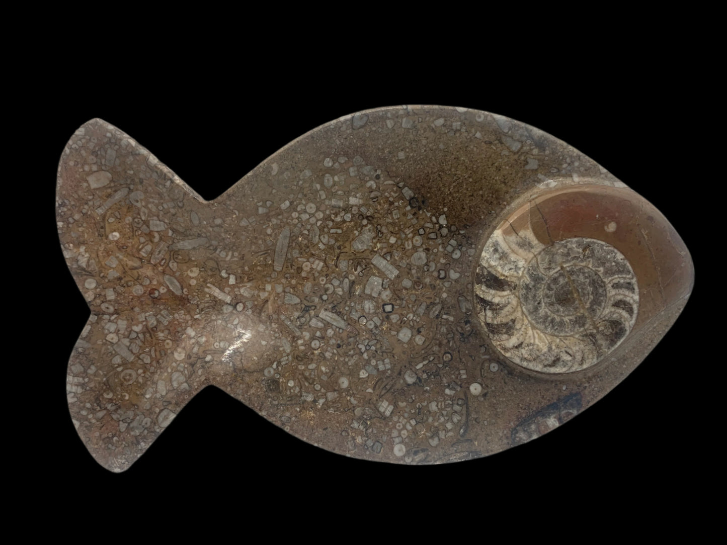 8.5" Ammonite & Orthoceras Fish Dish
