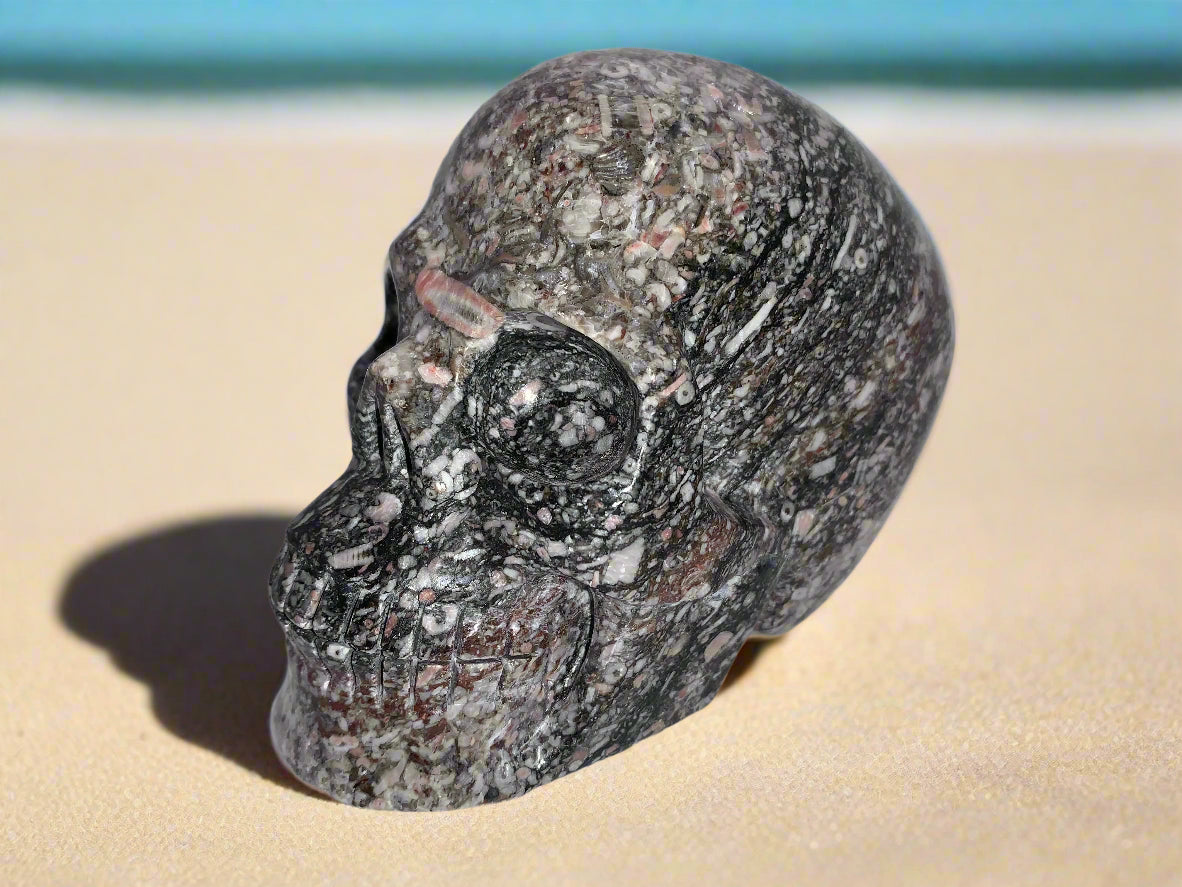 5" Crinoid Fossil Skull
