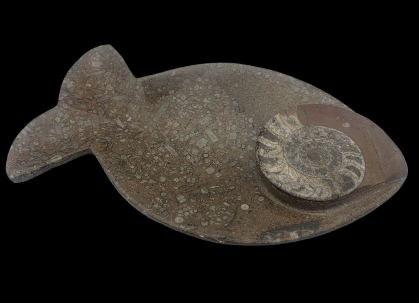 8.5" Ammonite & Orthoceras Fish Dish