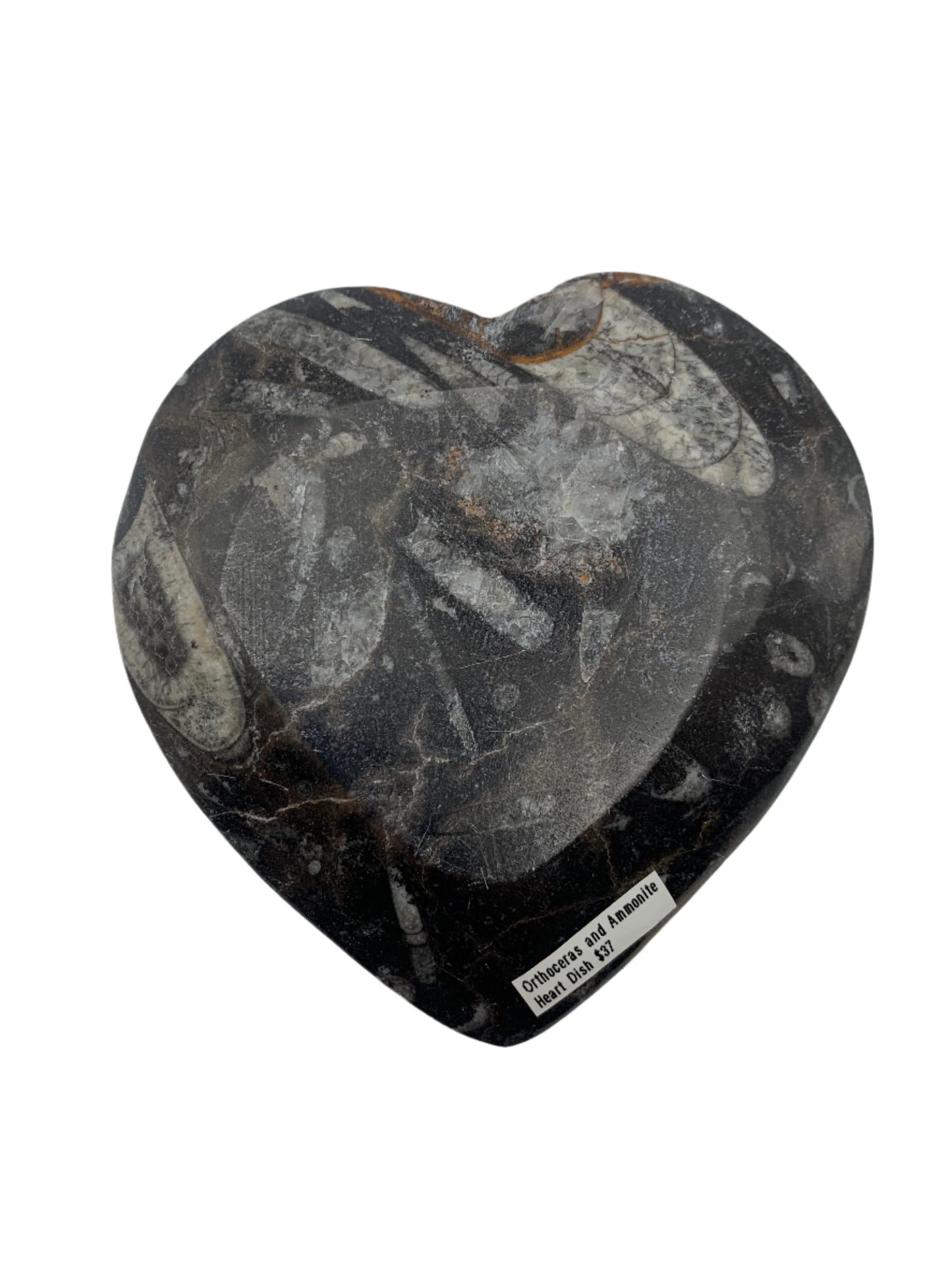 Plato de corazón de amonita y ortoceras de 4,5"