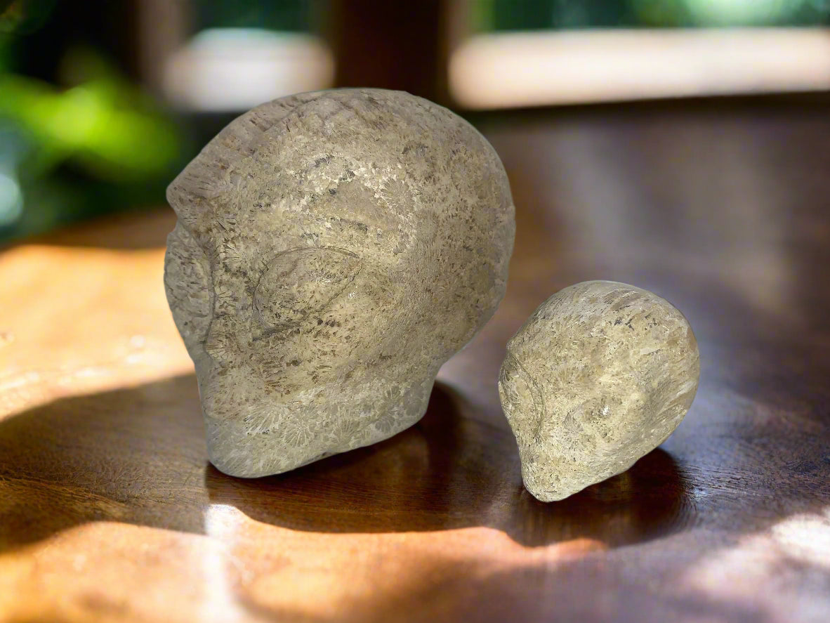 Conjunto de calaveras con forma de estrella fósil de coral