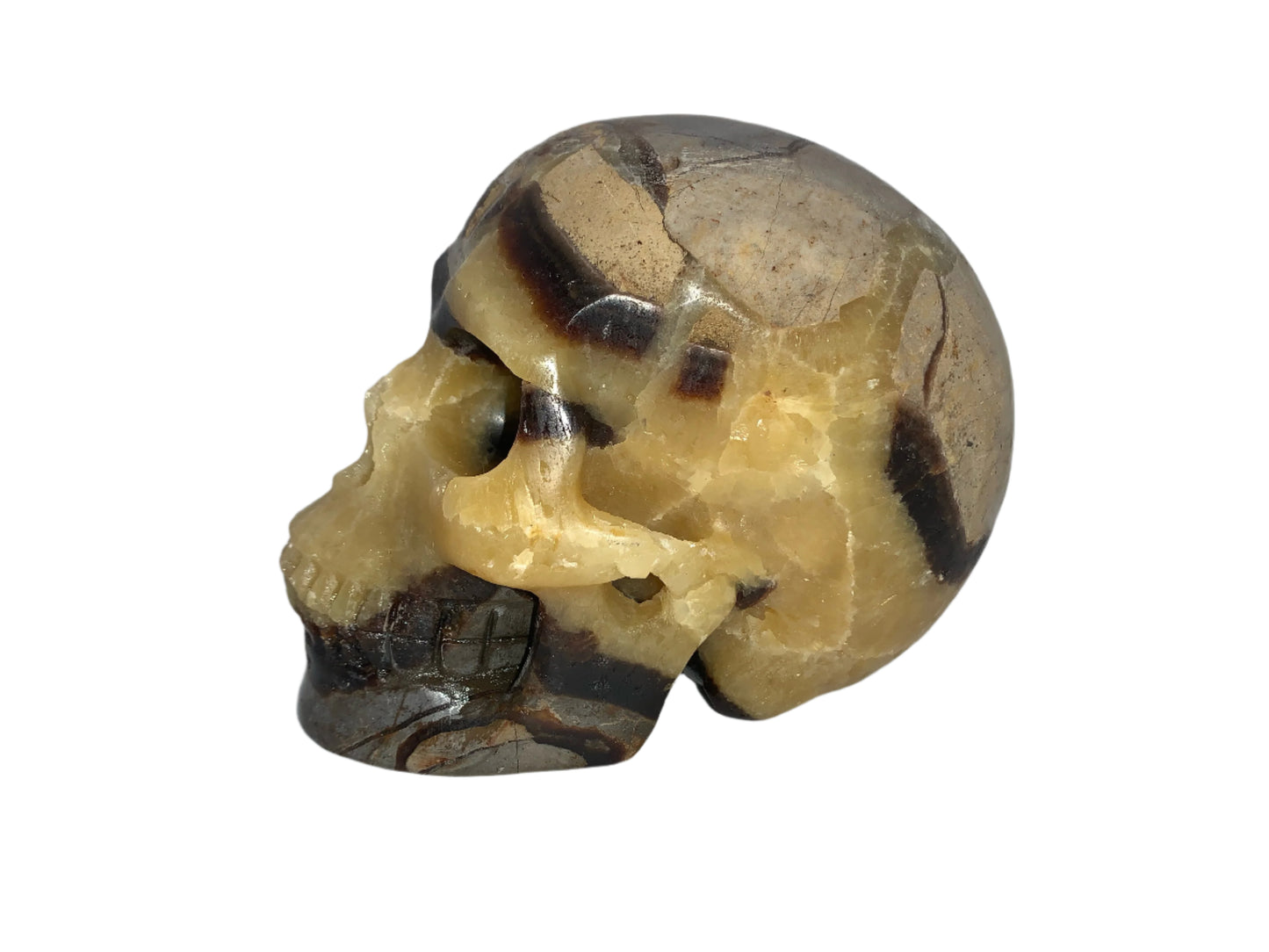 5.3" Septarian Skull