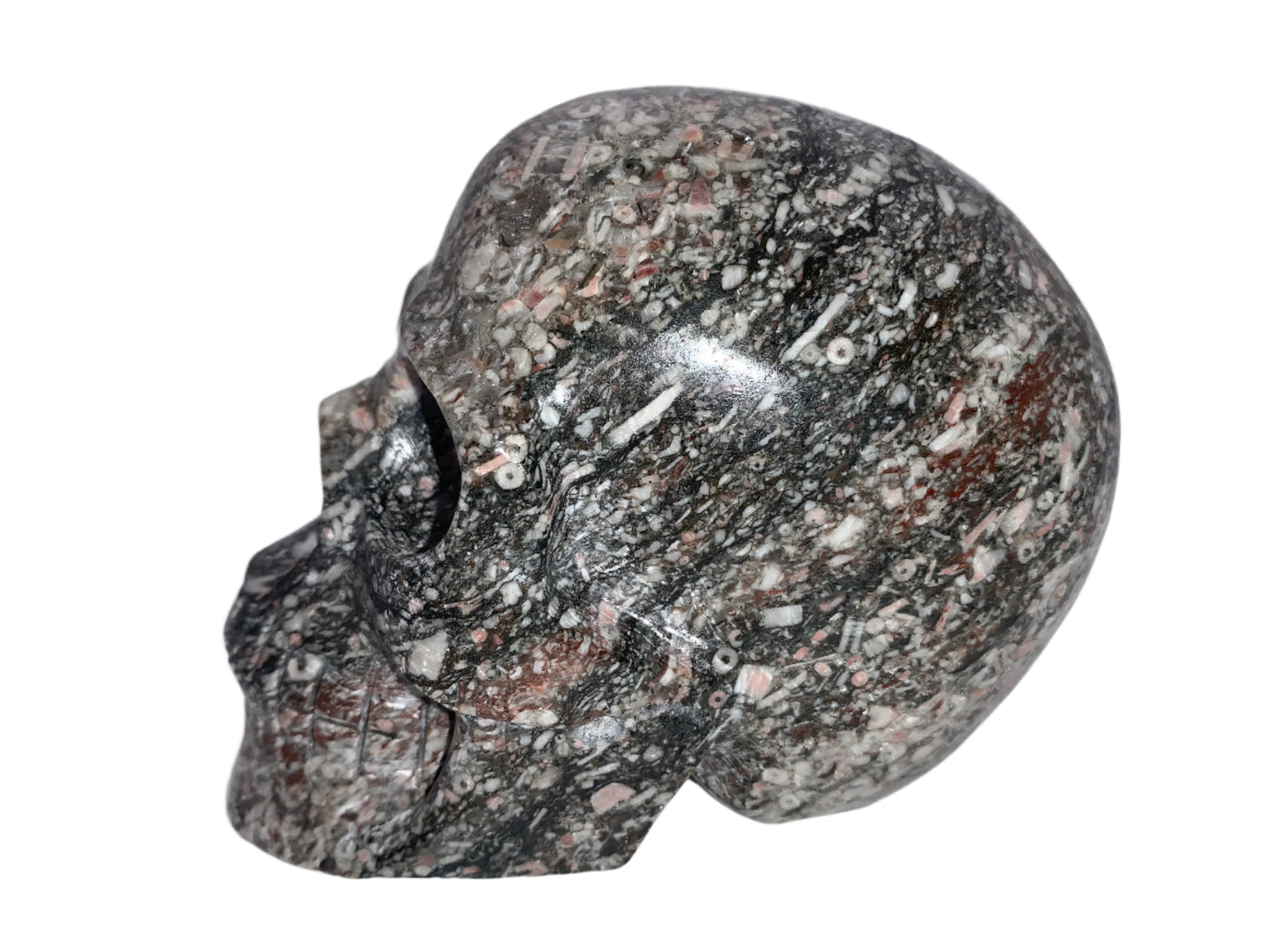 5" Crinoid Fossil Skull