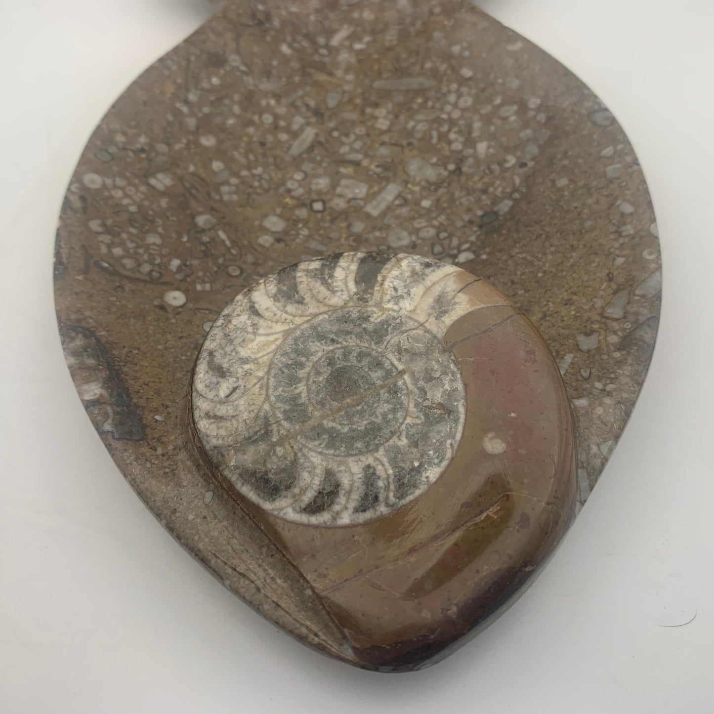 8.5" Ammonite & Orthoceras Fish Dish