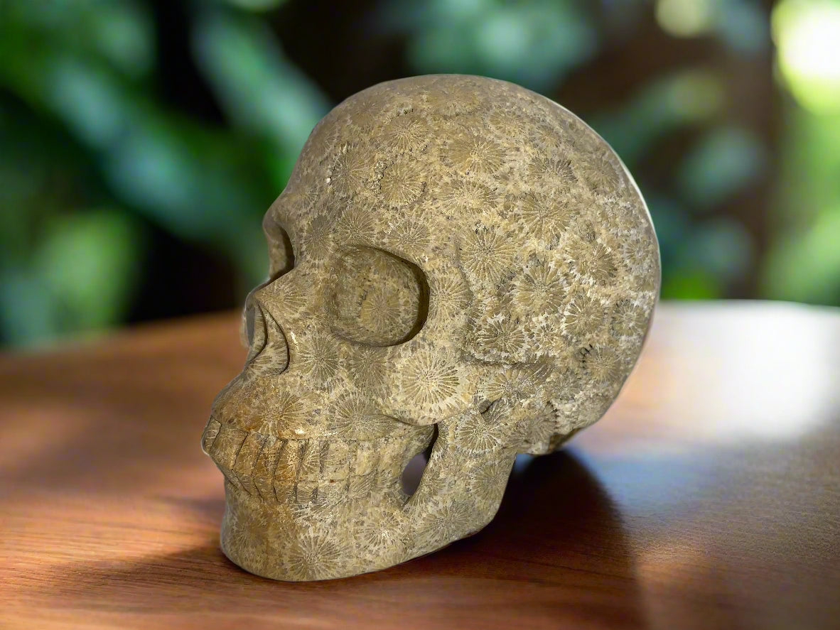 5.4" Coral Fossil Skull