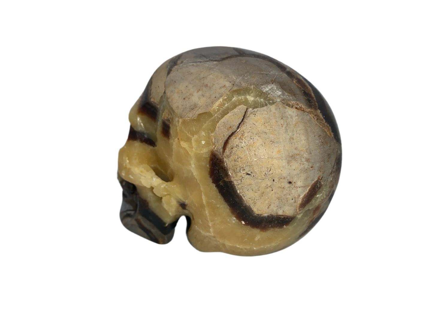 5.3" Septarian Skull