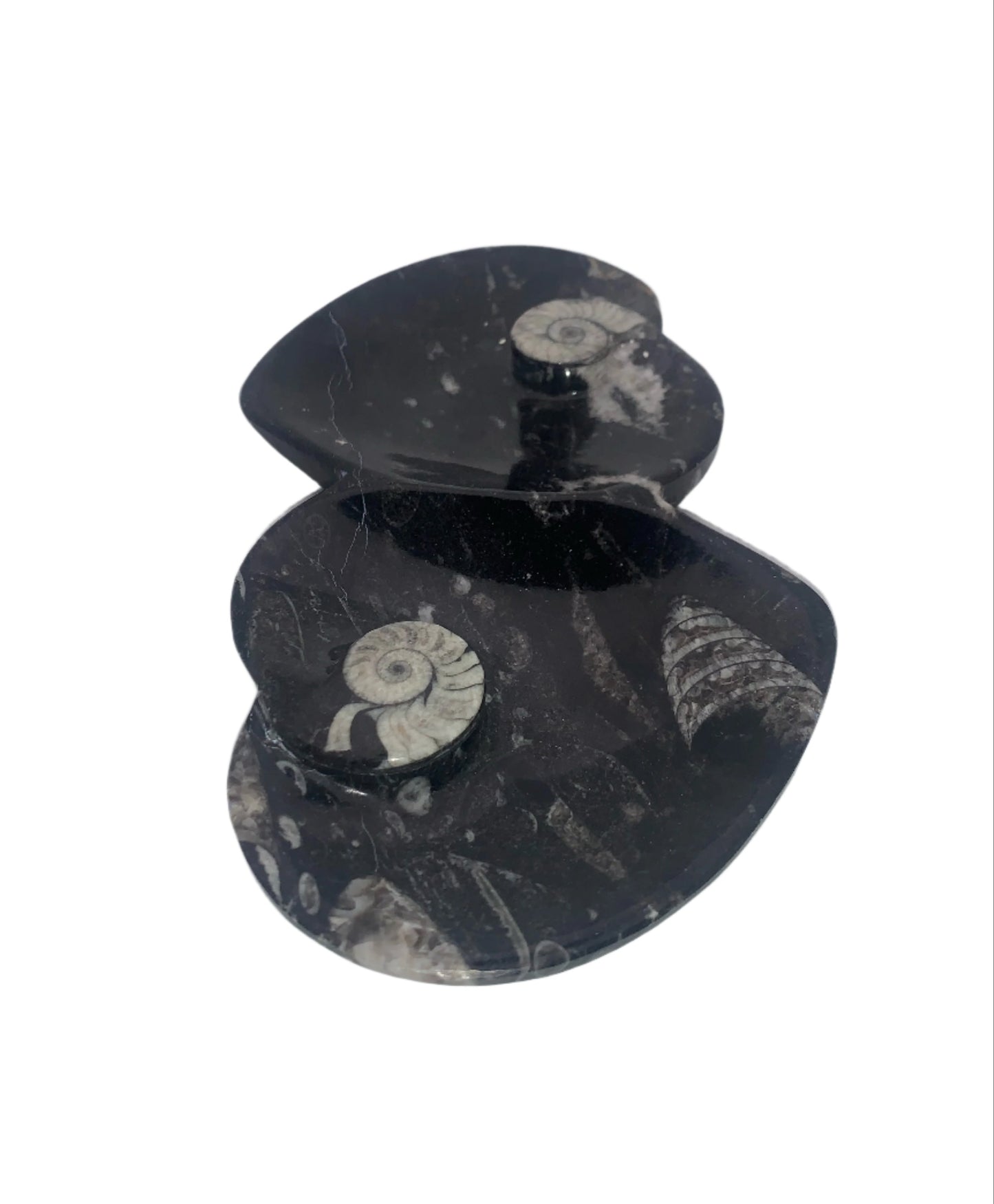 Orthoceras and Ammonite Two Hearts Dish