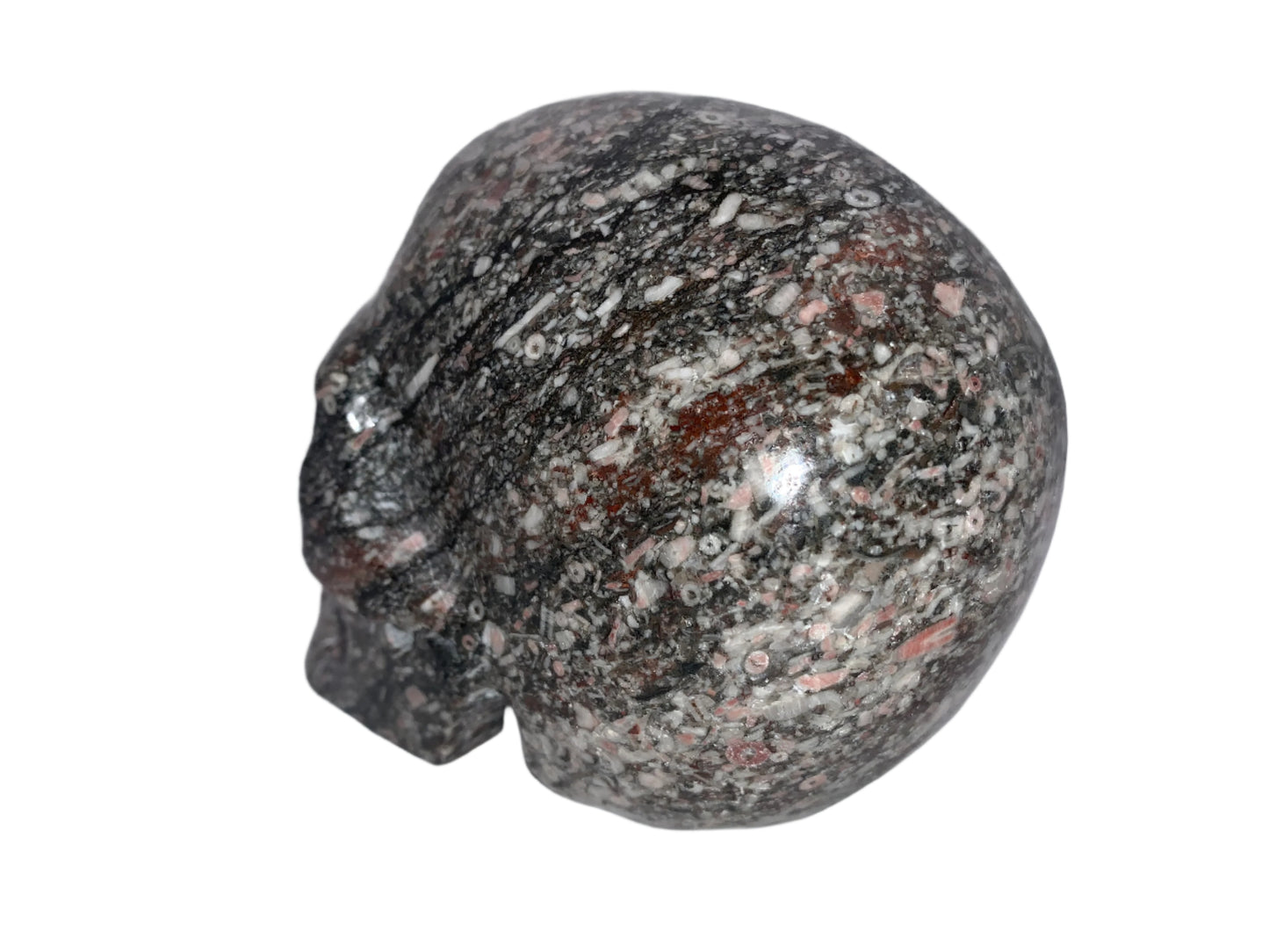 5" Crinoid Fossil Skull