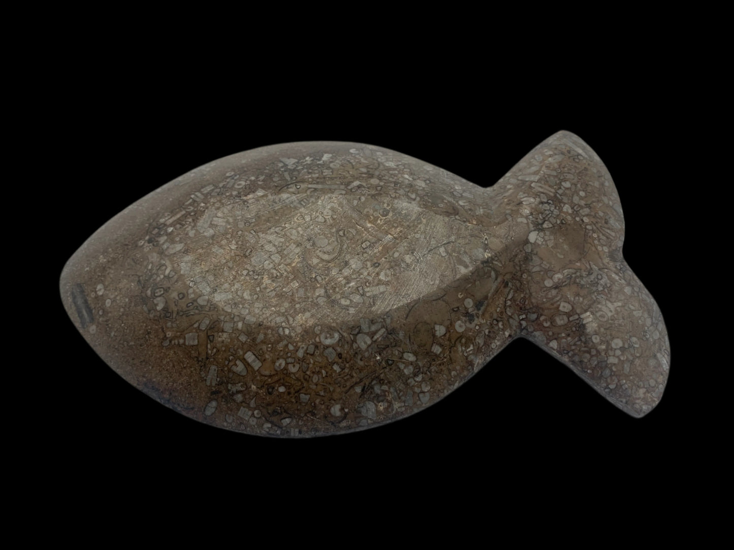 8.5" Ammonite & Orthoceras Fish Dish