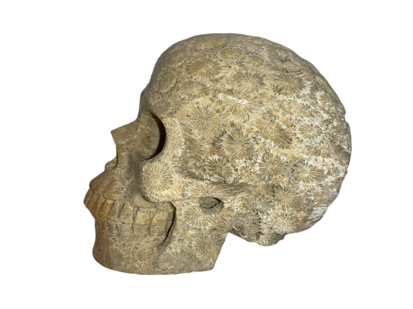 5.4" Coral Fossil Skull