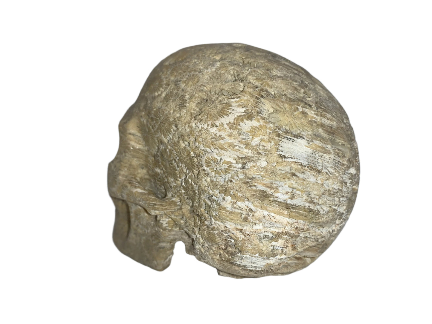 5.4" Coral Fossil Skull