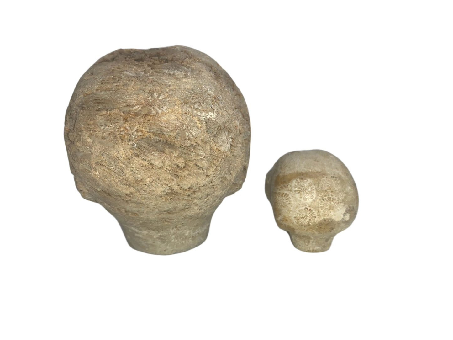 Conjunto de calaveras con forma de estrella fósil de coral