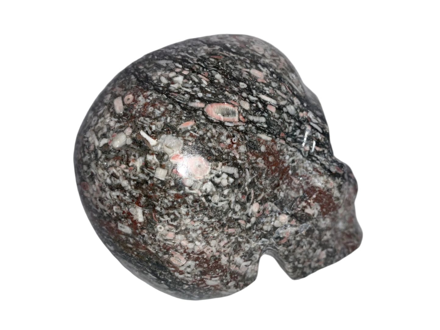 5" Crinoid Fossil Skull