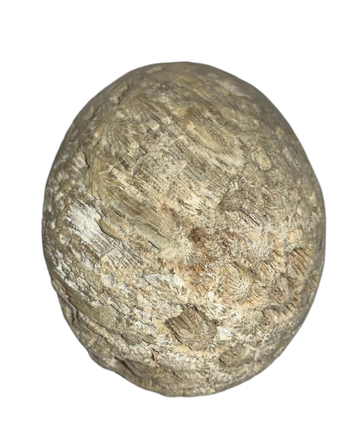 5.4" Coral Fossil Skull