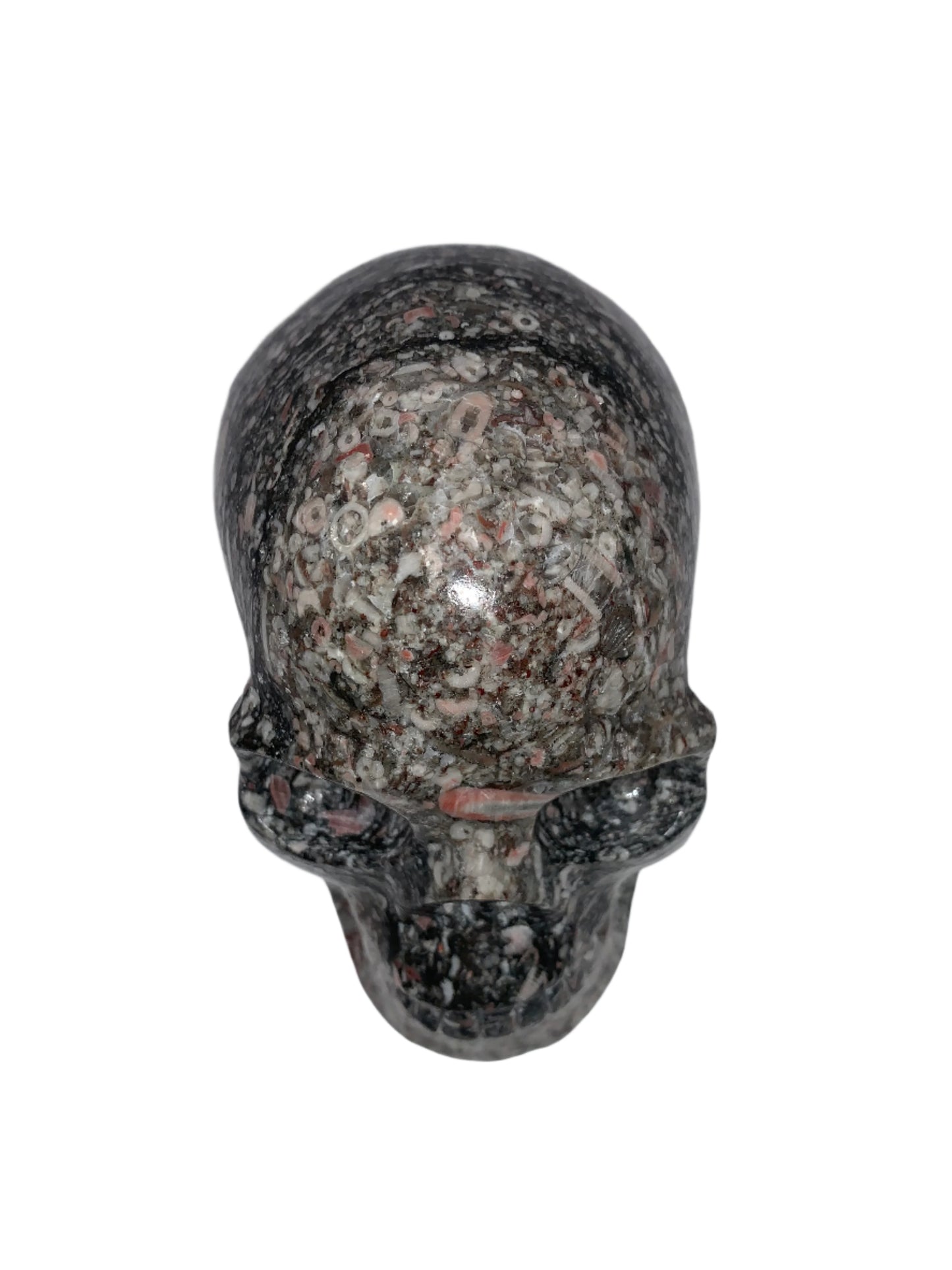 5" Crinoid Fossil Skull