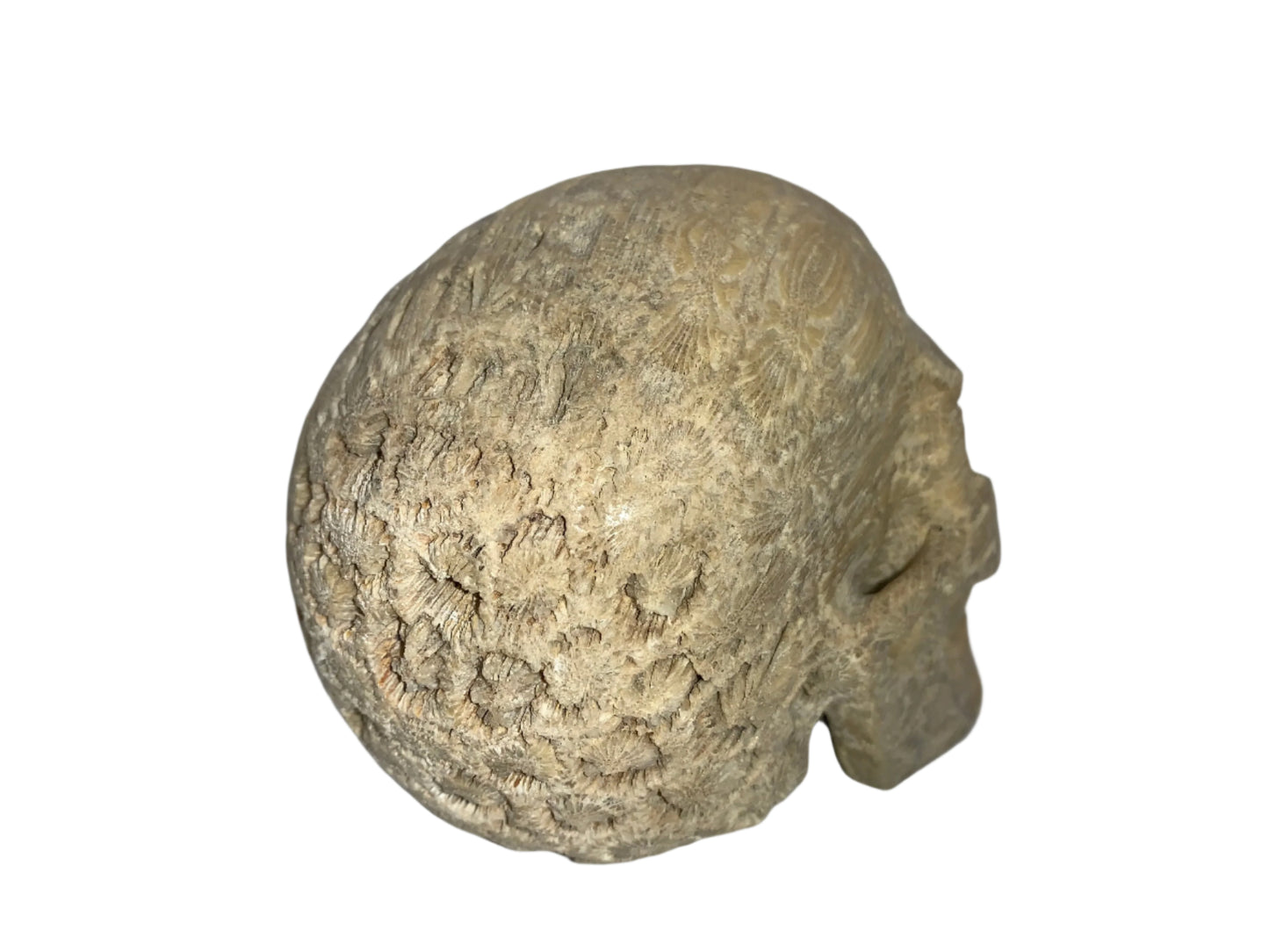 5.4" Coral Fossil Skull