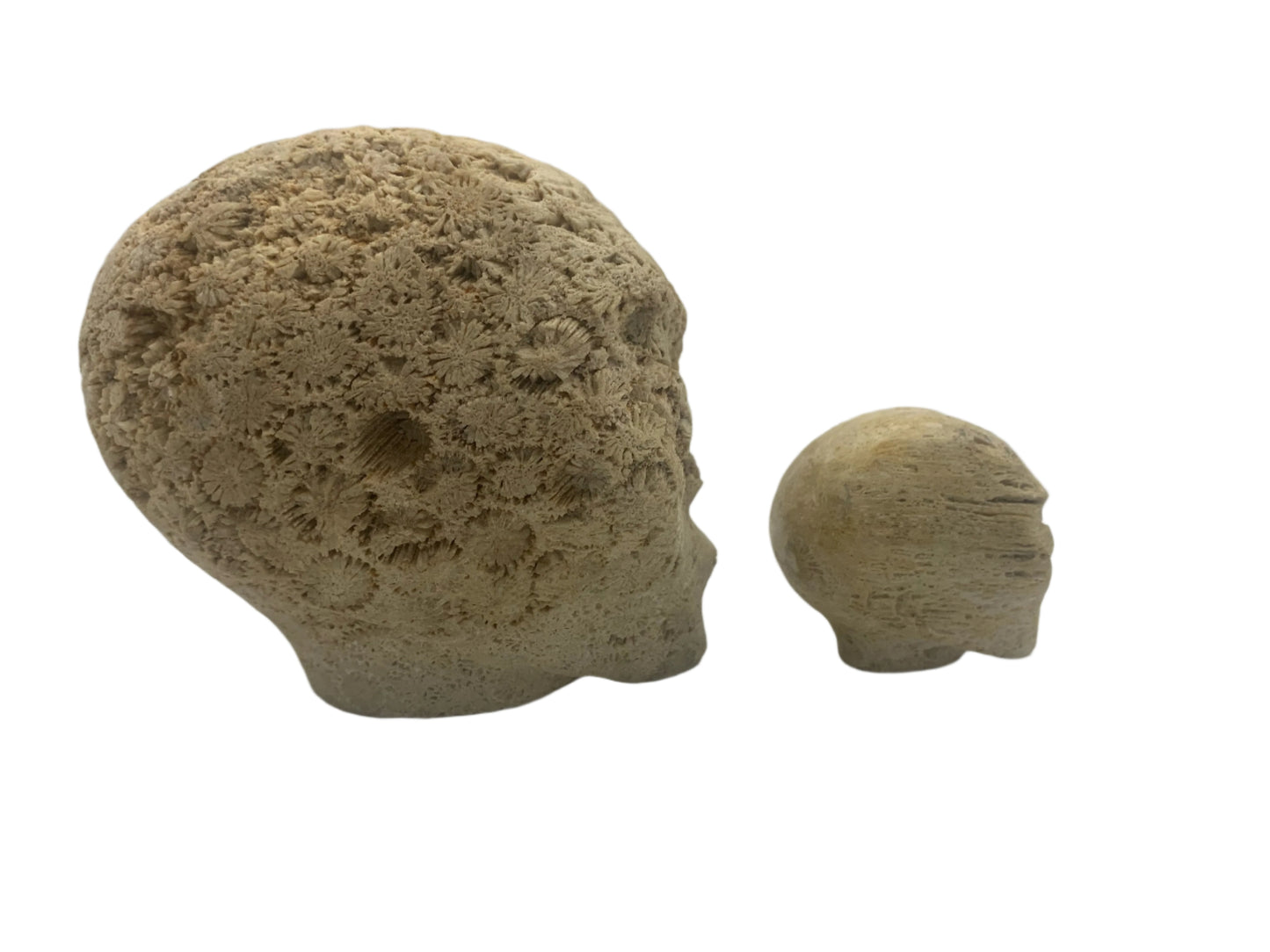 Conjunto de calaveras con forma de estrella fósil de coral