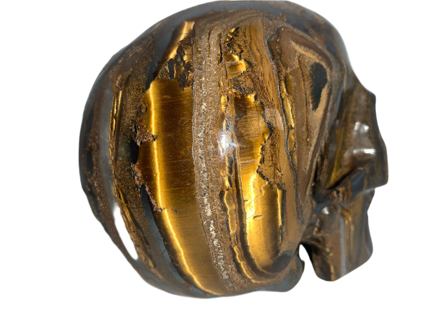 Cráneo de ojo de tigre Chatoyant de 5,2"