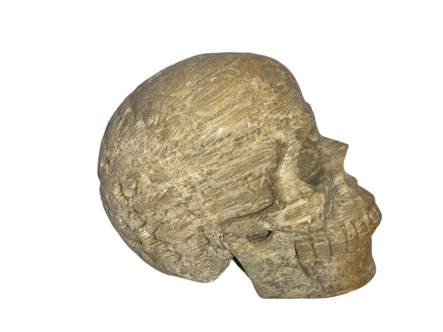5.4" Coral Fossil Skull