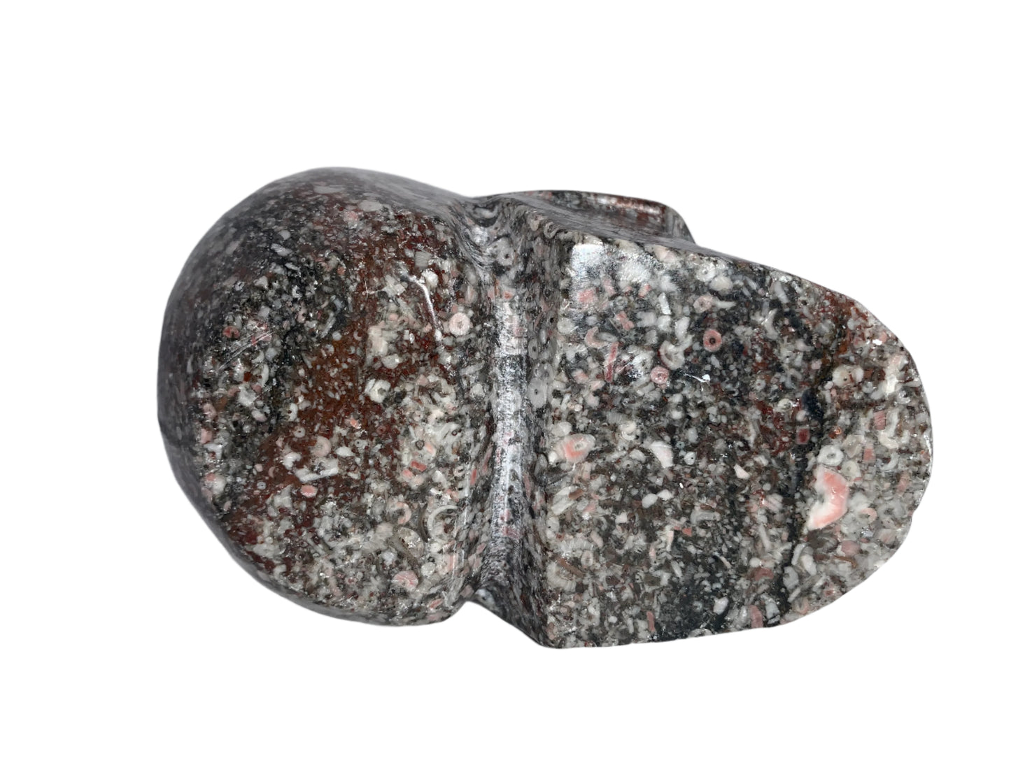 5" Crinoid Fossil Skull