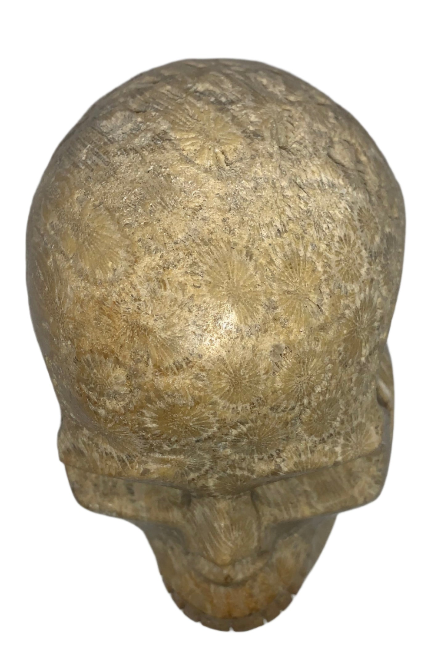 5.4" Coral Fossil Skull