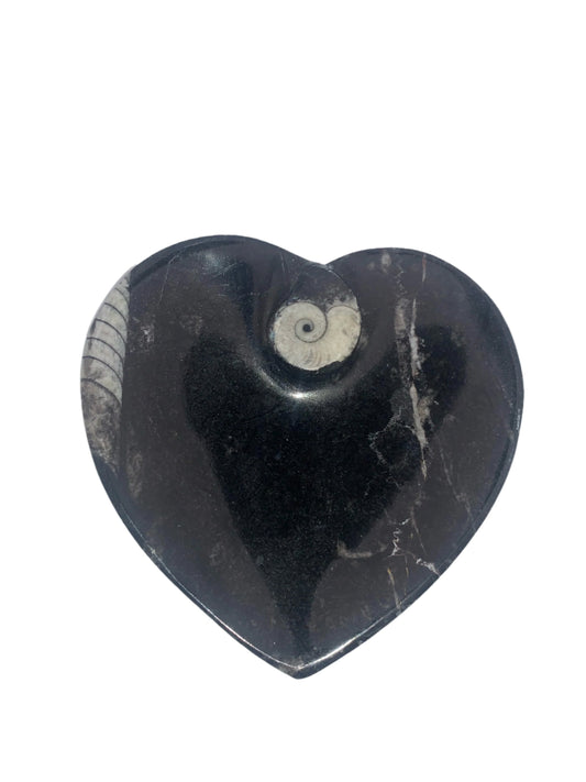 Plato con forma de corazón de ortoceras y amonitas
