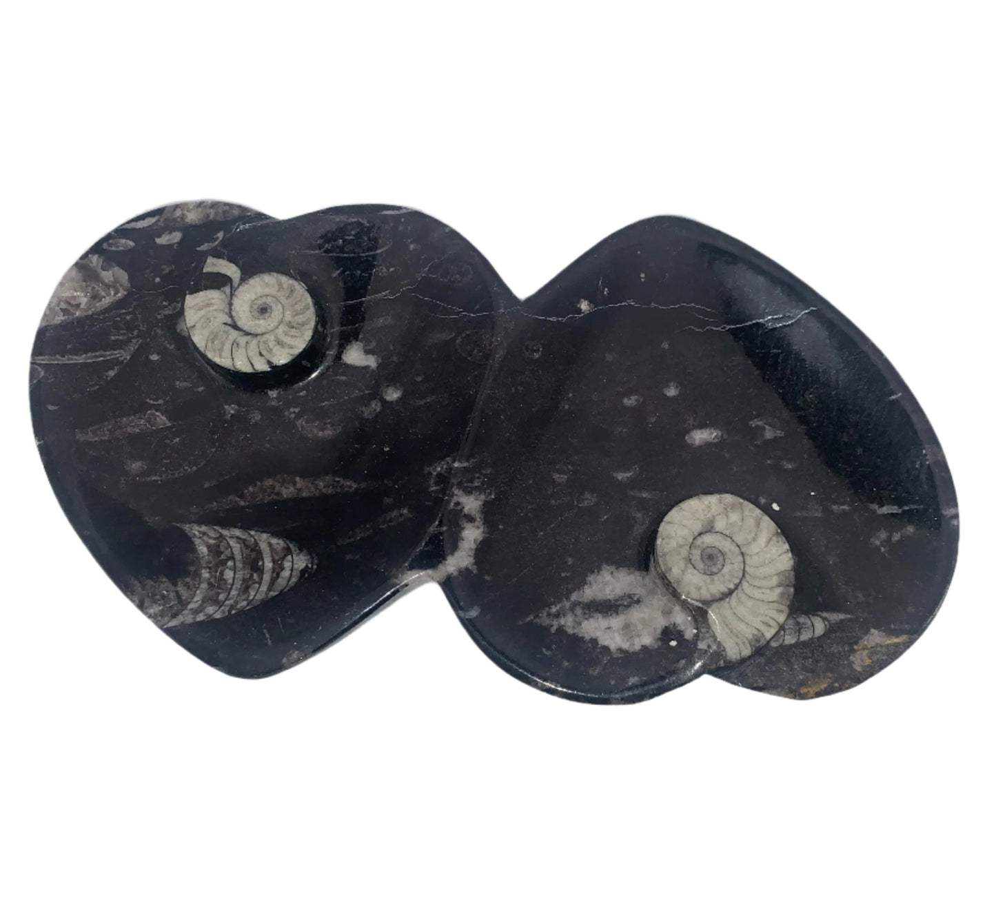 Plato de dos corazones de ortoceras y amonitas