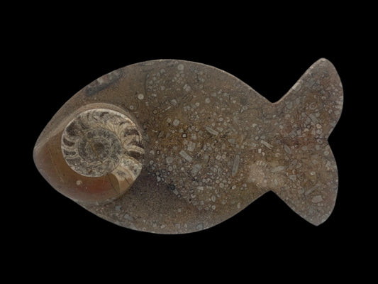8.5" Ammonite & Orthoceras Fish Dish