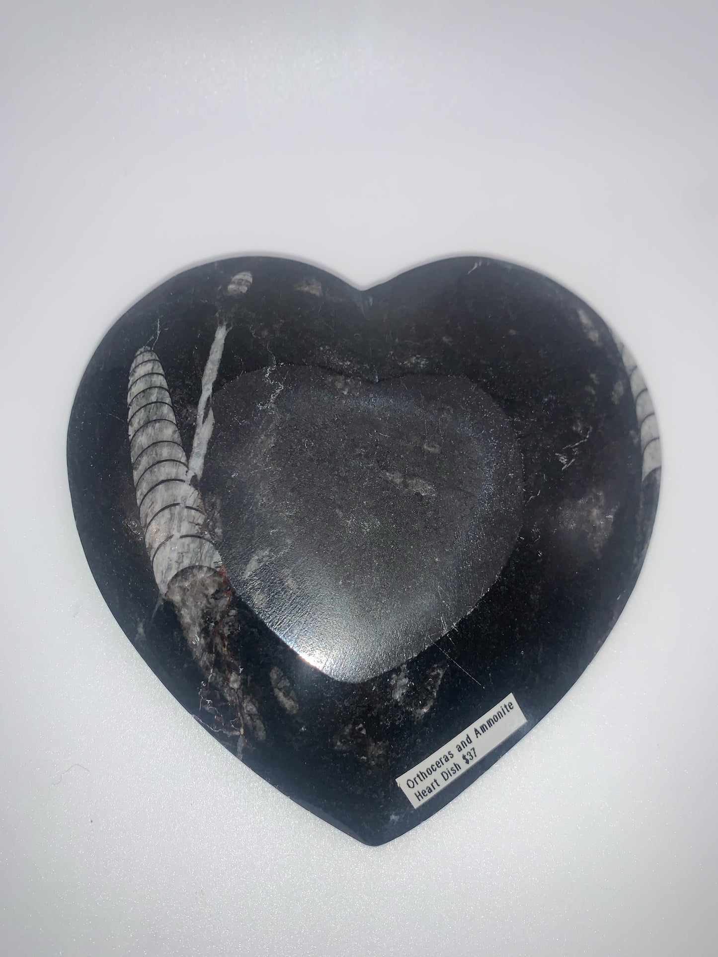 Plato con forma de corazón de ortoceras y amonitas