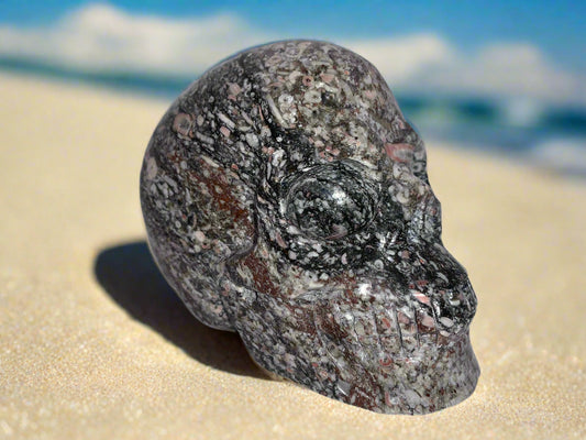 5" Crinoid Fossil Skull