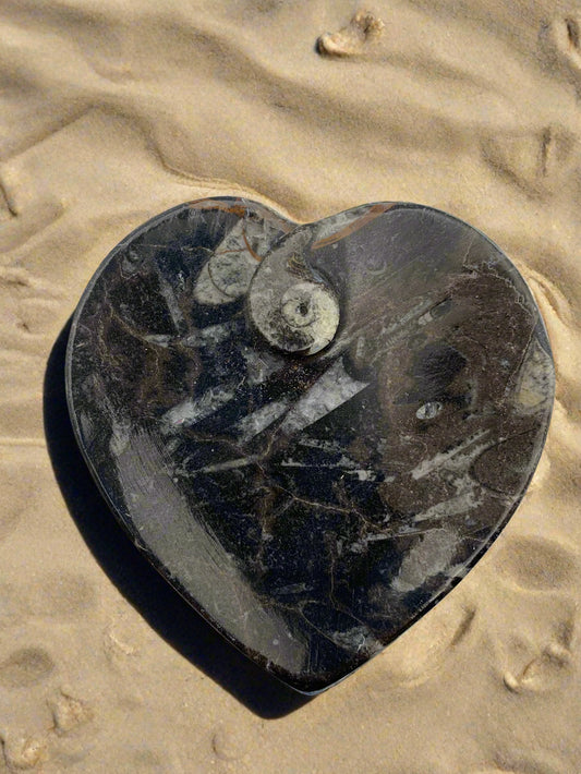 Plato de corazón de amonita y ortoceras de 4,5"