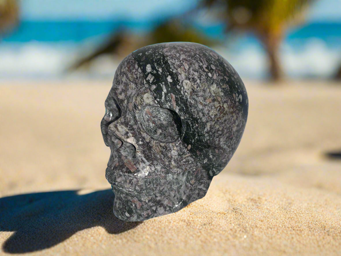 Cráneo de caracol crinoideo de 4"
