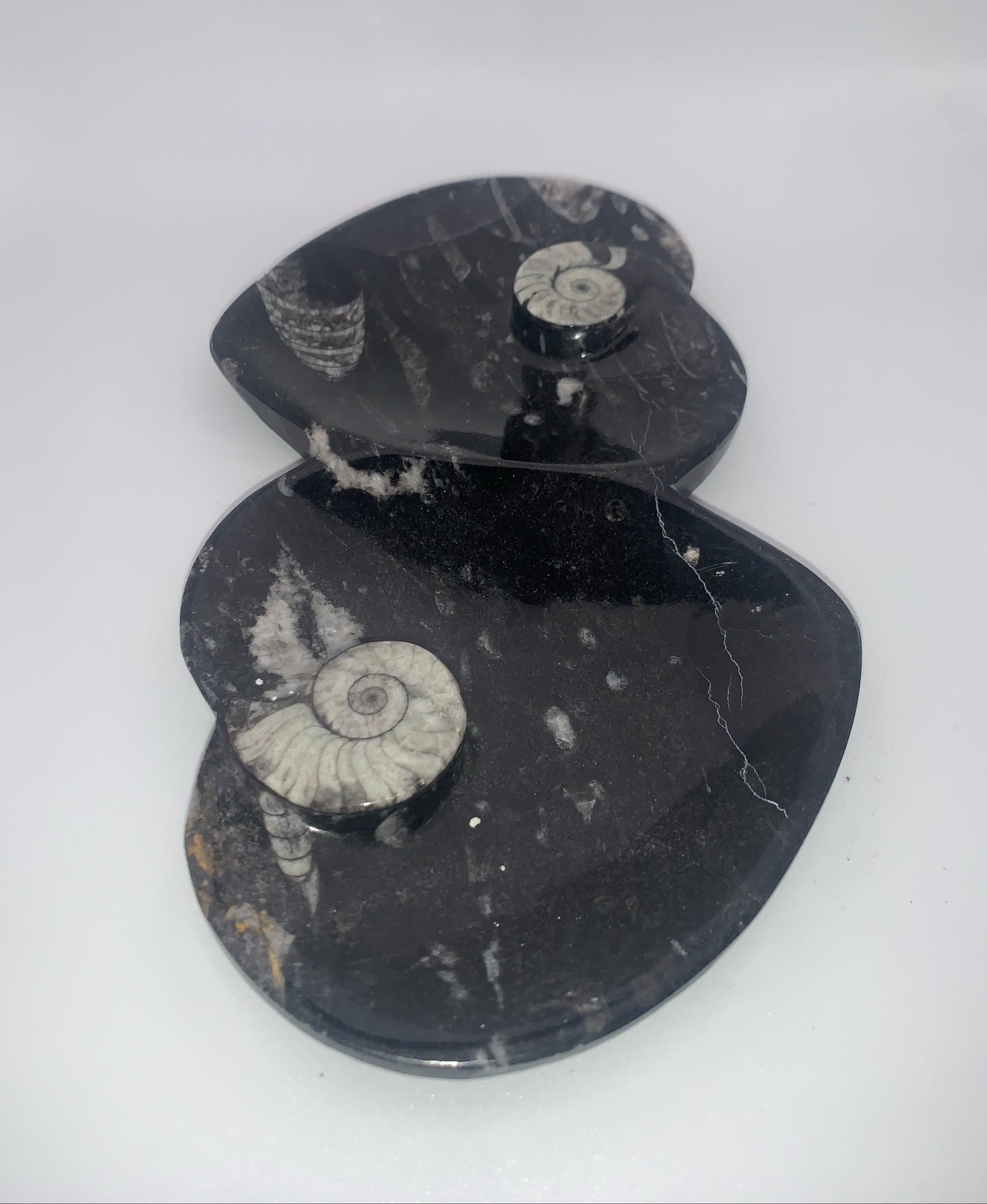 Plato de dos corazones de ortoceras y amonitas