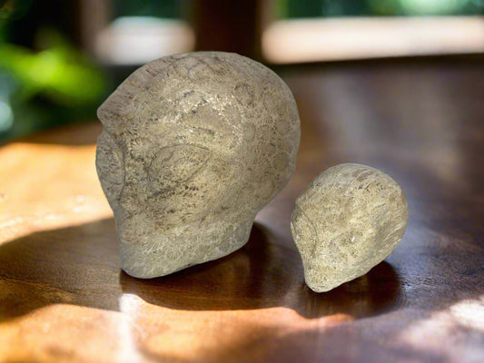 Conjunto de calaveras con forma de estrella fósil de coral