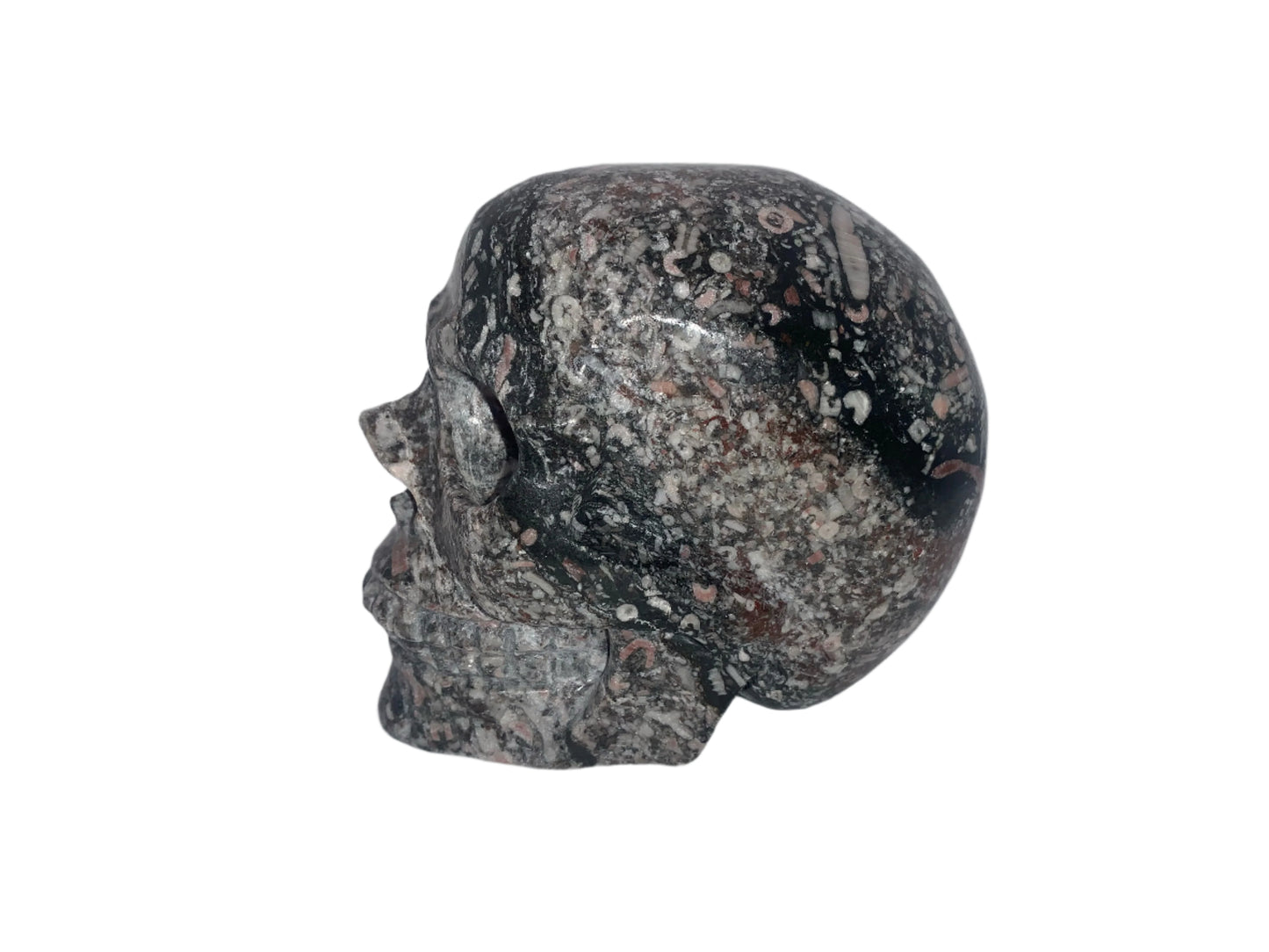 Cráneo de caracol crinoideo de 4"