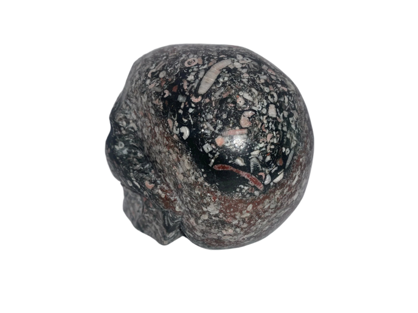 Cráneo de caracol crinoideo de 4"