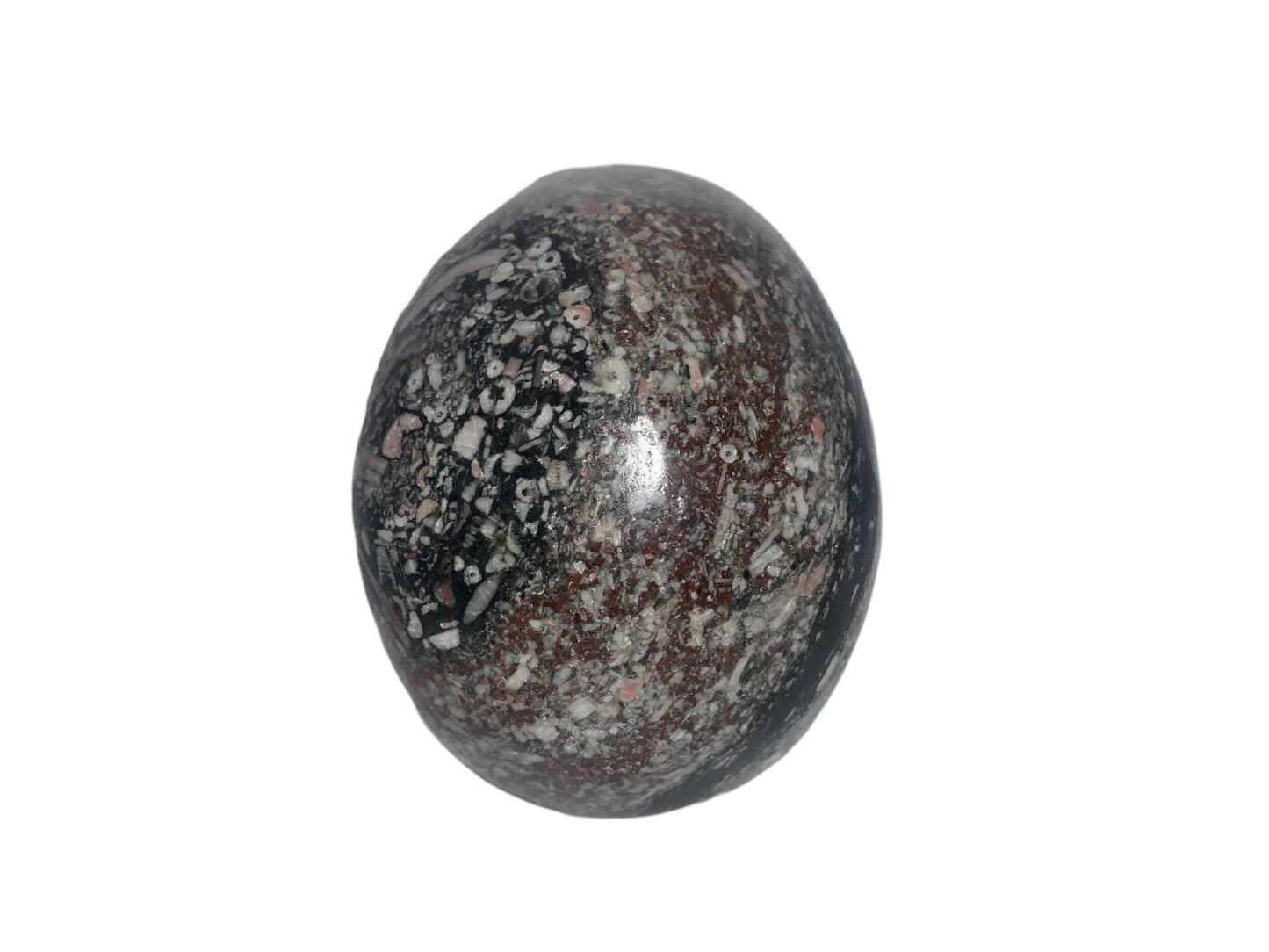 Cráneo de caracol crinoideo de 4"