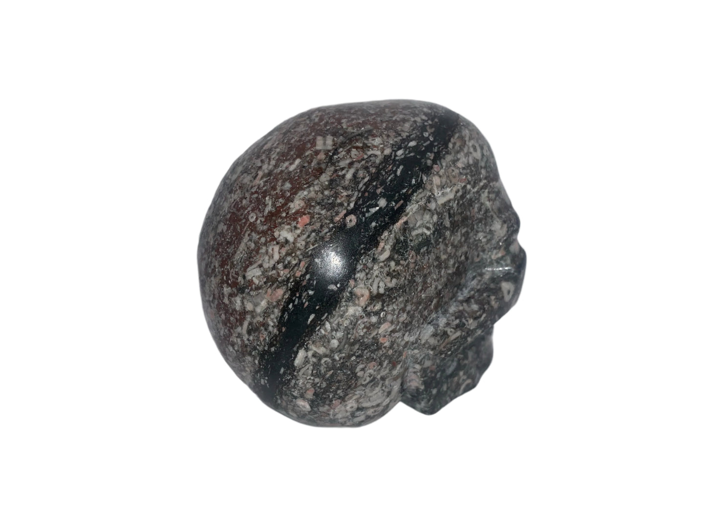 Cráneo de caracol crinoideo de 4"