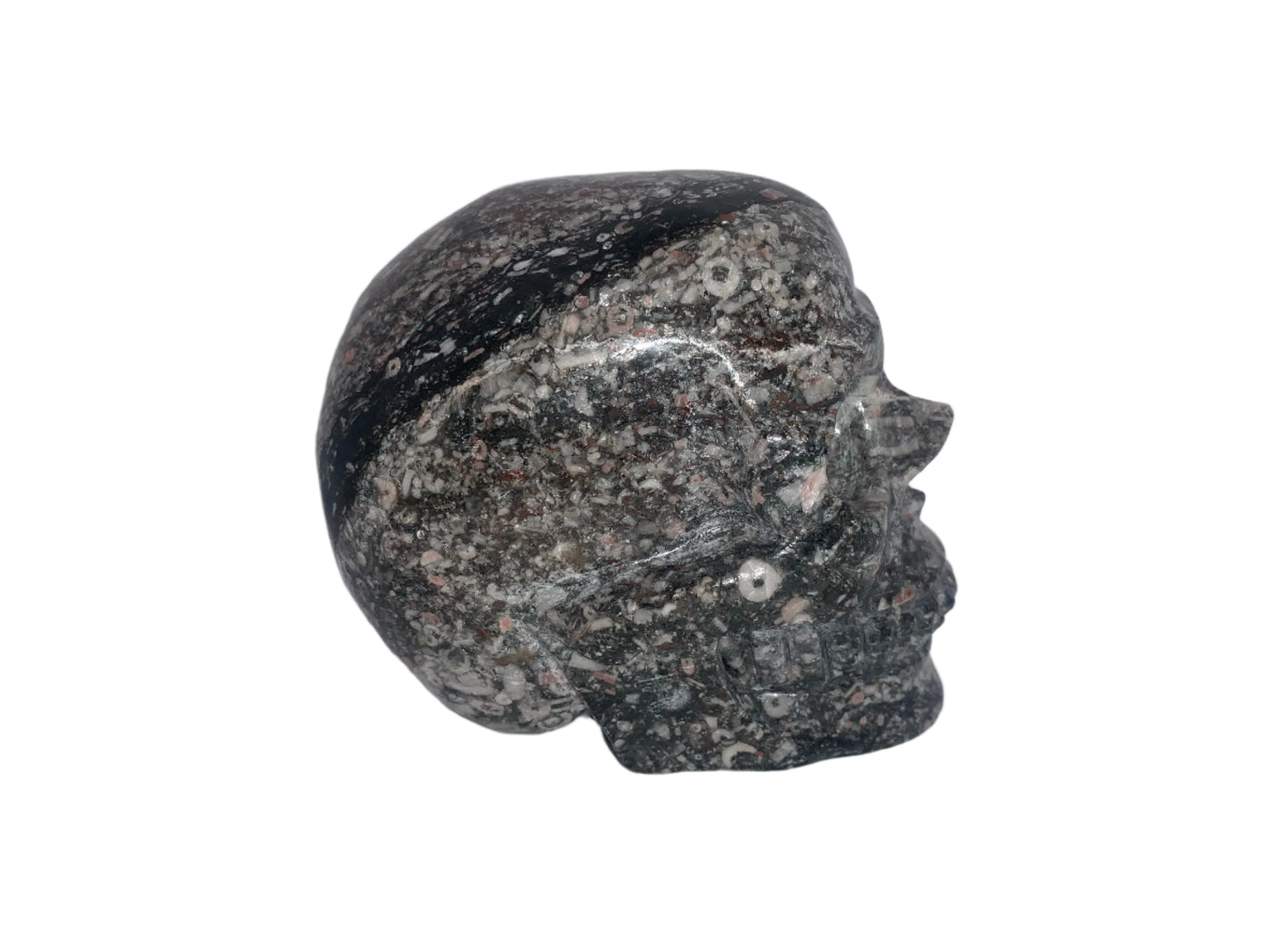 Cráneo de caracol crinoideo de 4"