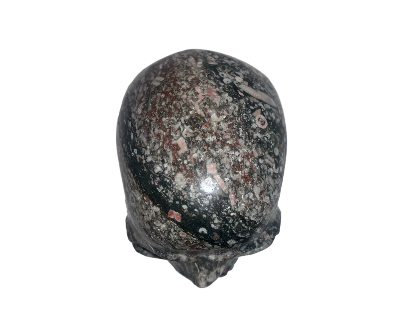 Cráneo de caracol crinoideo de 4"